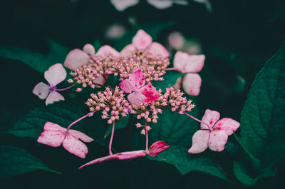 Close-up of pink flowering plant