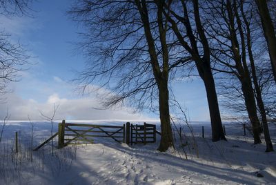 Scenic view of snow covered trees against sky