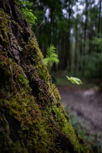 Close-up of moss growing on tree trunk