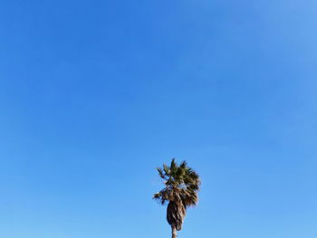 Low angle view of flowering plant against clear blue sky