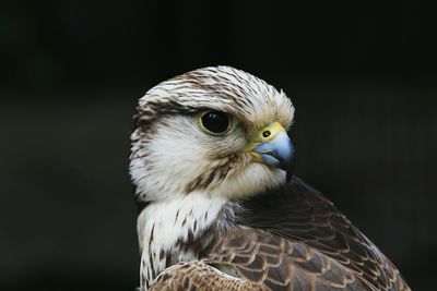 Close-up of hawk