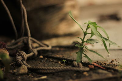 Close-up of dead plant on field