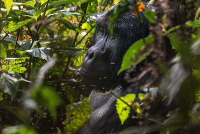 Monkey in a forest