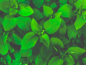 Full frame shot of green leaves