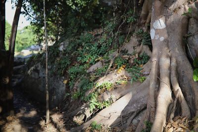 Close-up of trees growing in forest