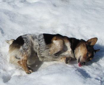 Dog standing on snow