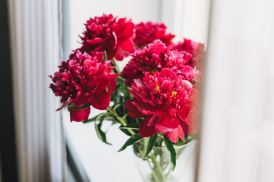 Beautiful mono bouquet of fresh lush red peonies in vase on the windowsill with curtains at home