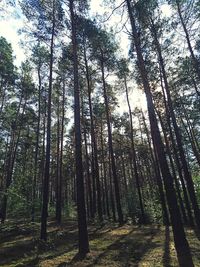 Low angle view of bamboo trees in forest