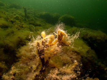 Low section of man swimming in sea