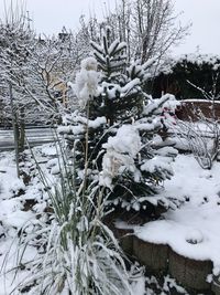 Snow covered plants on field against sky