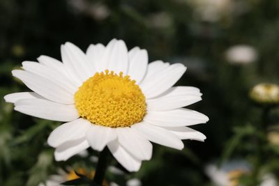 Close-up of white flower blooming outdoors