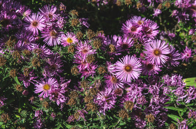 Close-up of purple flowers blooming outdoors