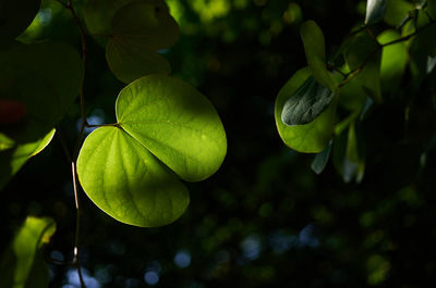 Close-up of fruit growing on tree