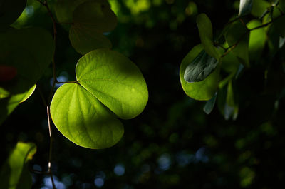The green leaves of a tropical tree with sunlight
