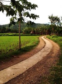 Road passing through forest