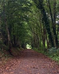 Trees in forest