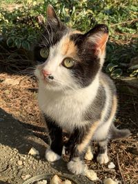 Portrait of cat looking up