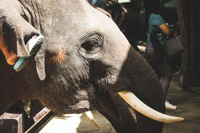 Close-up of elephant