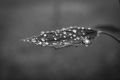 Close-up of raindrops on leaf