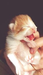 Close-up of hand holding newborn cat