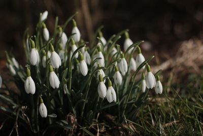 Close-up of white flowers blooming in field