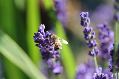 Bee pollinating on purple flower