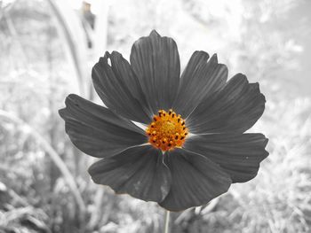 Close-up of flower blooming outdoors