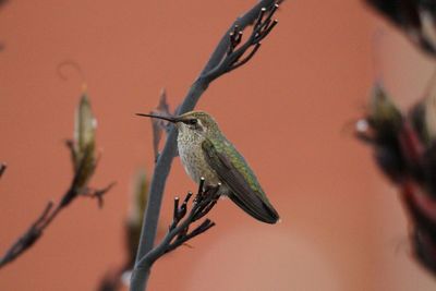 Close-up of bird perching on branch