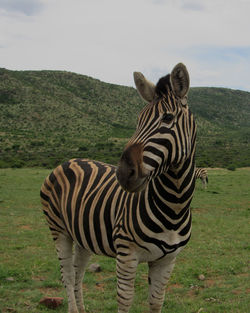 Zebras standing in a field