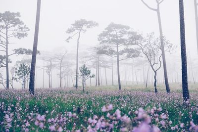 View of flowers growing in field