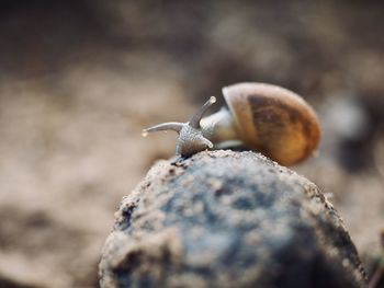 Close-up of snail on rock
