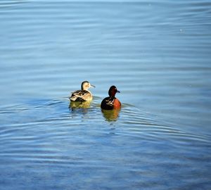 Ducks swimming in lake