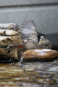 Close-up of duck swimming in lake