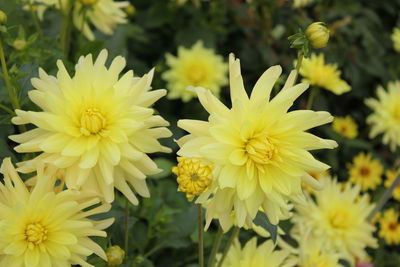 Close-up of yellow flowering plants in park