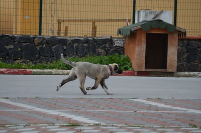 Side view of dog on street in city