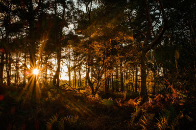 Sunlight streaming through trees in forest during sunset