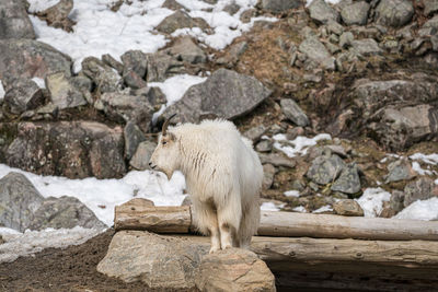 Sheep on rock