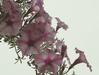 Close-up of pink cherry blossoms in spring