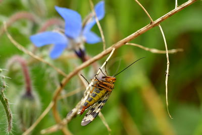 Close-up of butterfly on flower