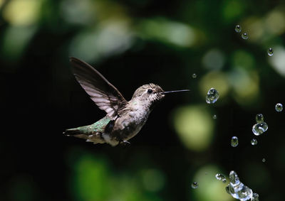 Close-up of hummingbird flying