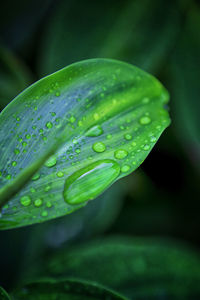 Close-up of wet leaf