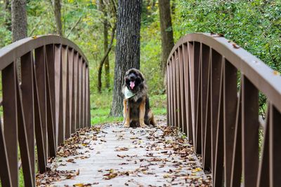 Portrait of dog in yard