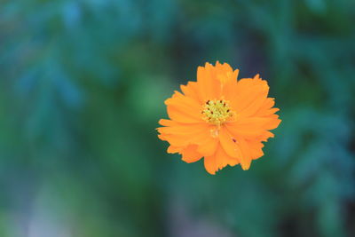 Close-up of orange flower