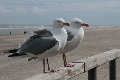 Close-up of seagull perching on beach against sky