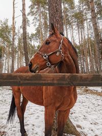 View of a horse in winter