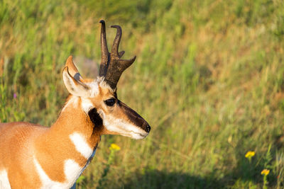 Close-up of pronghorn antelope