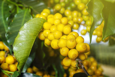 Close-up of bananas growing on tree