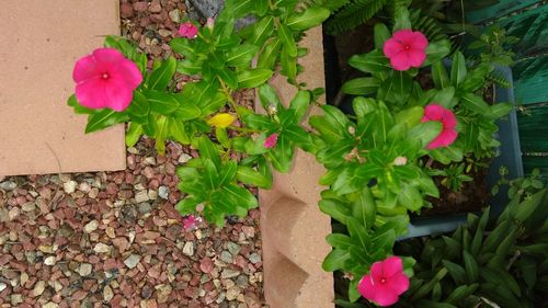 High angle view of pink flower blooming in potted plant