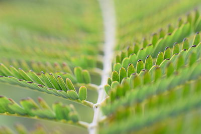 Close-up of succulent plant