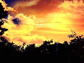 Silhouette of trees at sunset